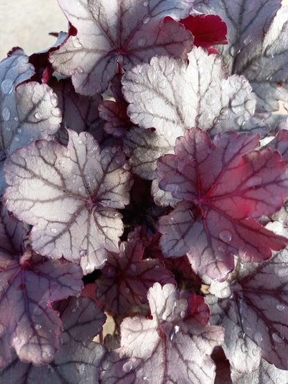 Purpurglöckchen (Heuchera) Elite im Spar-Set | 4 Stück T12 - winterhart