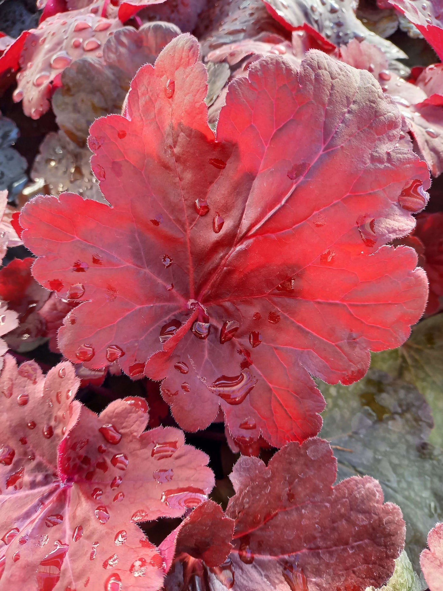 Purpurglöckchen (Heuchera) Elite im Spar-Set | 4 Stück T12 - winterhart