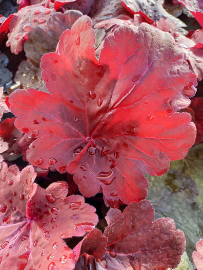 Purpurglöckchen (Heuchera) Elite im Spar-Set | 4 Stück T12 - winterhart