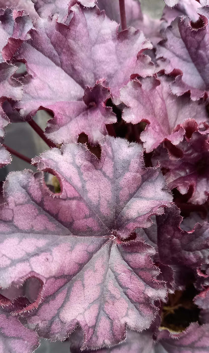 Purpurglöckchen (Heuchera) Elite im Spar-Set | 4 Stück T12 - winterhart