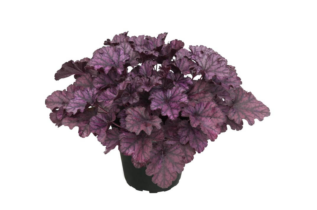 Purpurglöckchen (Heuchera) 'Elite'  in verschiedenen Sorten - winterhart