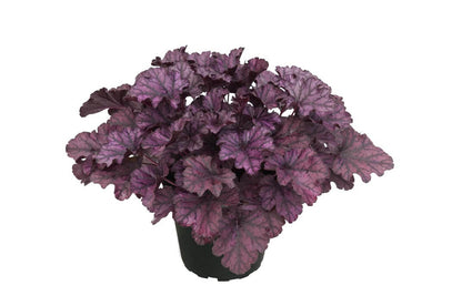 Purpurglöckchen (Heuchera) 'Elite'  in verschiedenen Sorten - winterhart