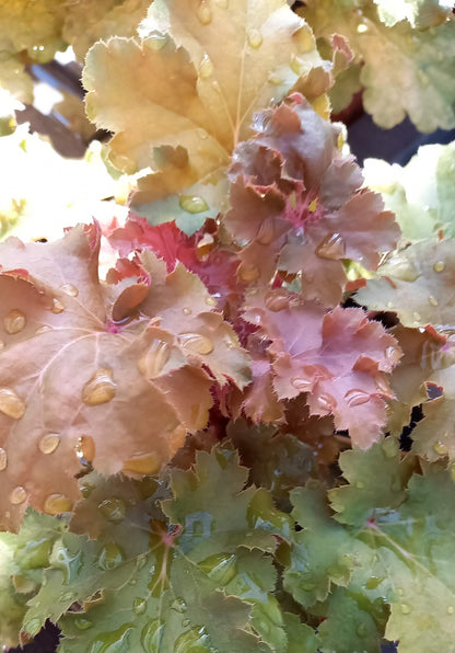 Purpurglöckchen (Heuchera) Elite im Spar-Set | 4 Stück T12 - winterhart