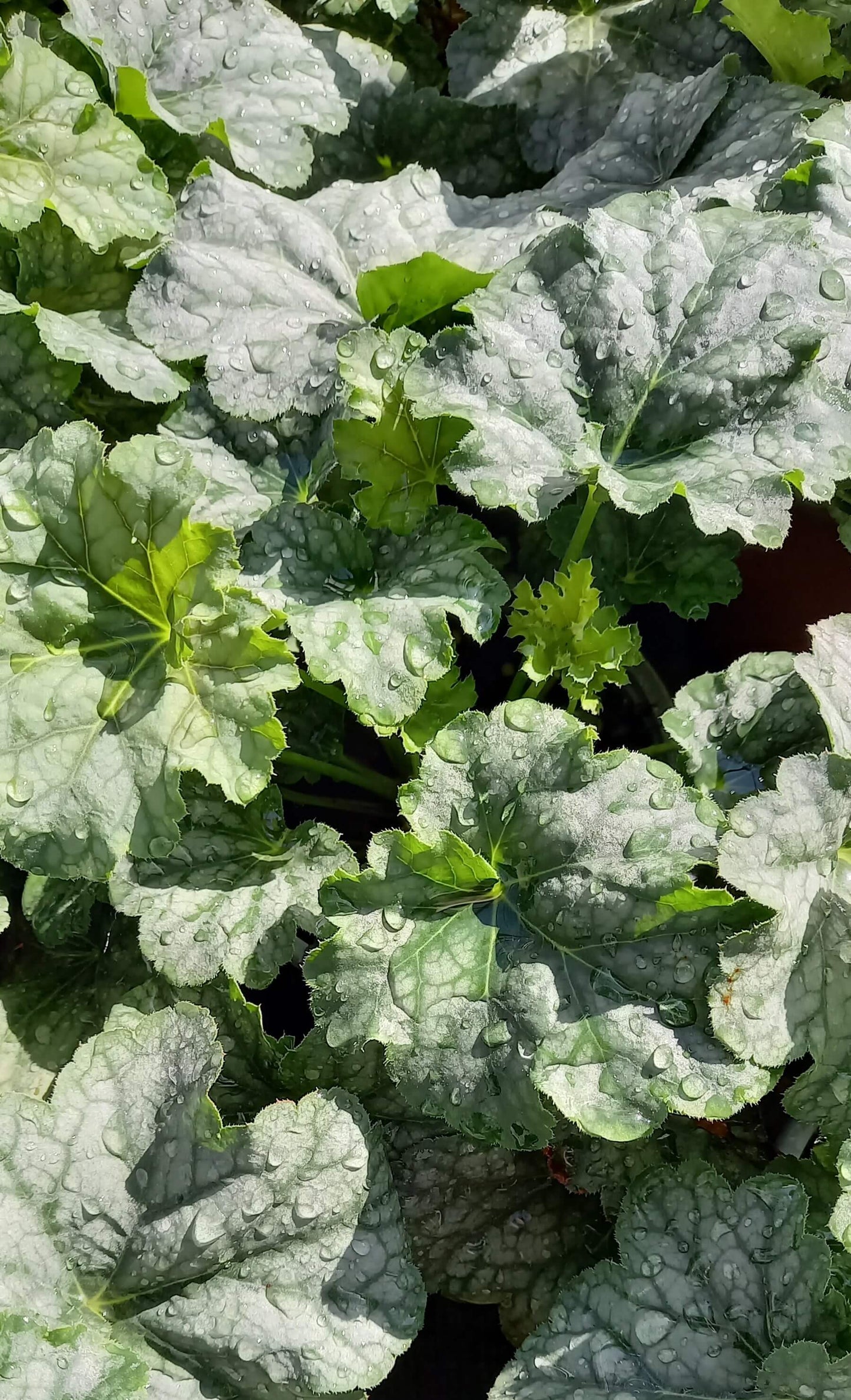 Purpurglöckchen (Heuchera) Elite im Spar-Set | 4 Stück T12 - winterhart