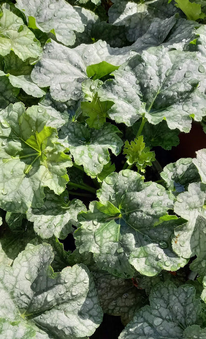 Purpurglöckchen (Heuchera) Elite im Spar-Set | 4 Stück T12 - winterhart