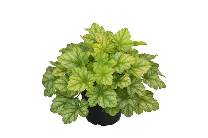 Purpurglöckchen (Heuchera) 'Elite'  in verschiedenen Sorten - winterhart