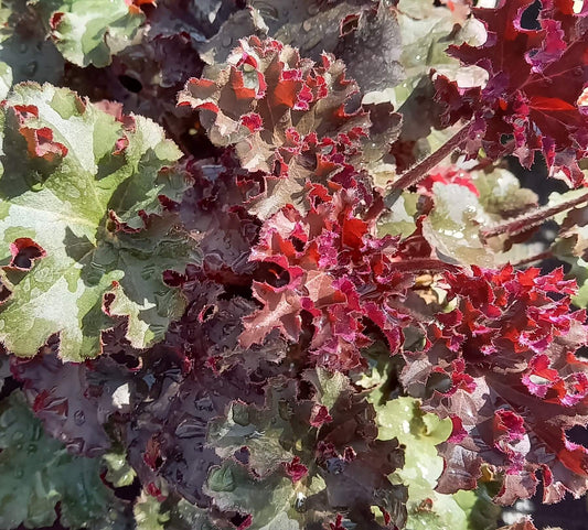 Hohes Purpurglöckchen (Heuchera americana) in verschiedenen Sorten - winterhart