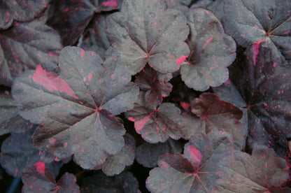 Purpurglöckchen (Heuchera) 'Elite'  in verschiedenen Sorten - winterhart