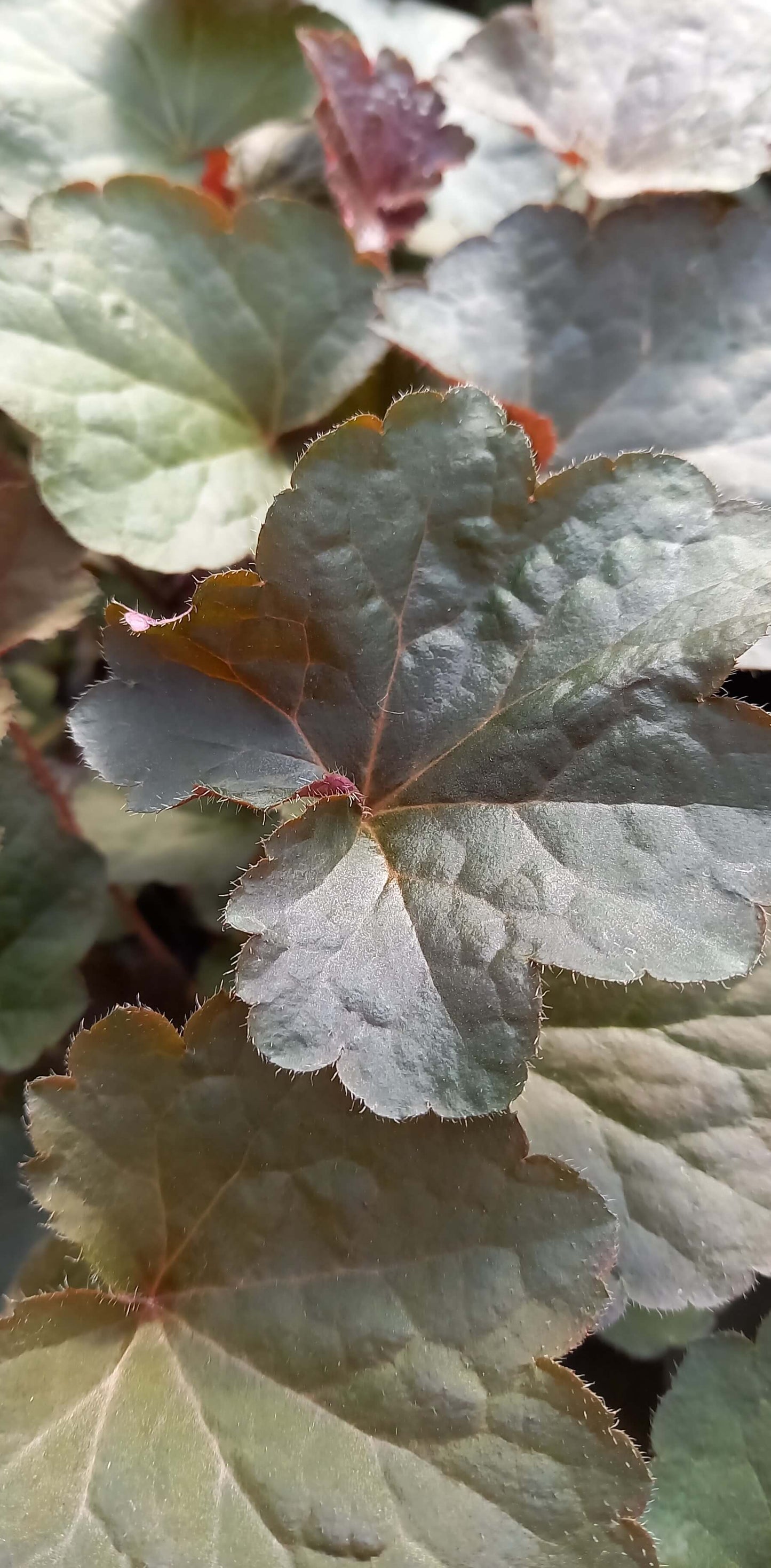 Hohes Purpurglöckchen (Heuchera americana) in verschiedenen Sorten - winterhart