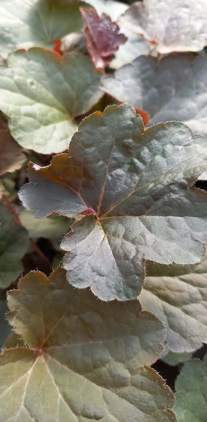 Hohes Purpurglöckchen (Heuchera americana) in verschiedenen Sorten - winterhart