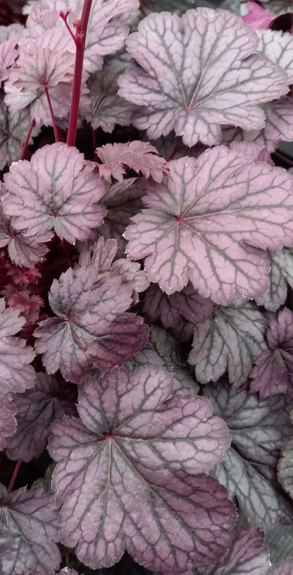 Purpurglöckchen (Heuchera) Elite im Spar-Set | 4 Stück T12 - winterhart
