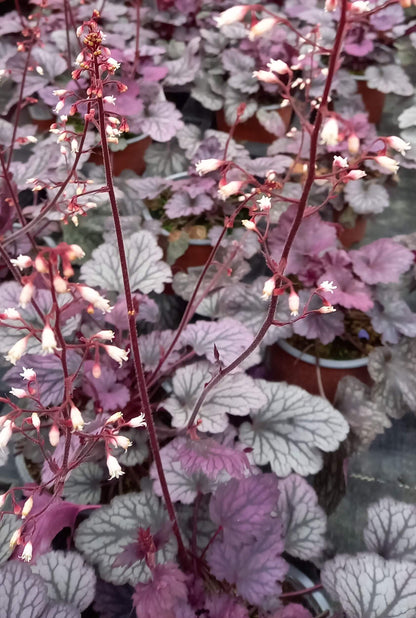 Purpurglöckchen (Heuchera) 'Elite'  in verschiedenen Sorten - winterhart