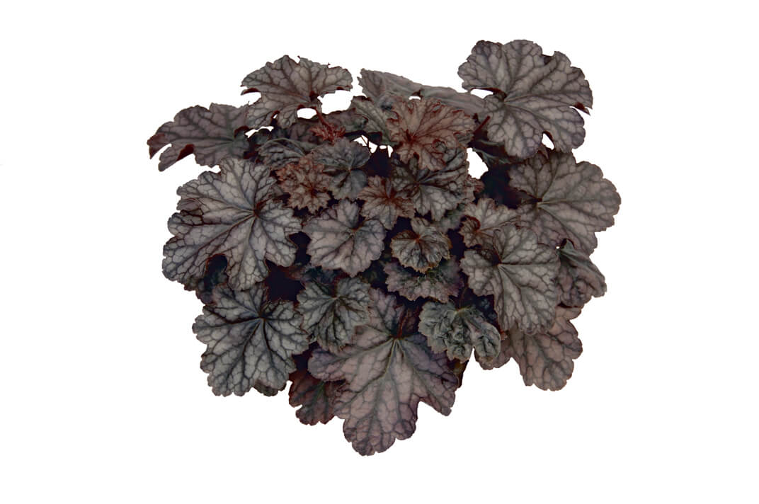 Purpurglöckchen (Heuchera) 'Elite'  in verschiedenen Sorten - winterhart