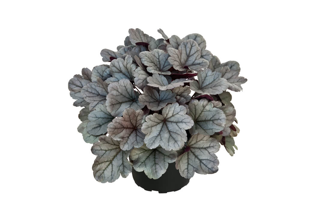 Purpurglöckchen (Heuchera) 'Elite'  in verschiedenen Sorten - winterhart