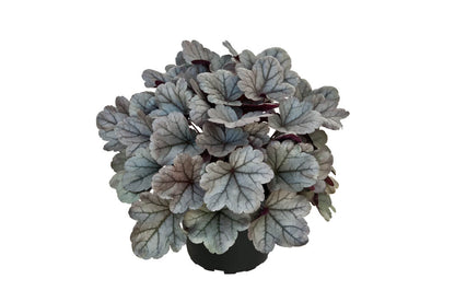 Purpurglöckchen (Heuchera) 'Elite'  in verschiedenen Sorten - winterhart