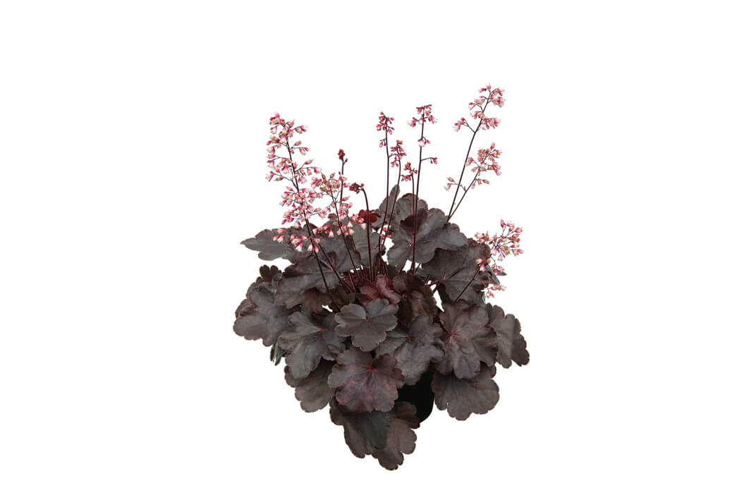 Purpurglöckchen (Heuchera) 'Elite'  in verschiedenen Sorten - winterhart