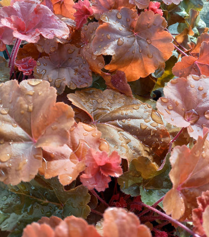 Purpurglöckchen (Heuchera) Elite im Spar-Set | 4 Stück T12 - winterhart