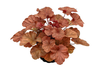 Purpurglöckchen (Heuchera) 'Elite'  in verschiedenen Sorten - winterhart