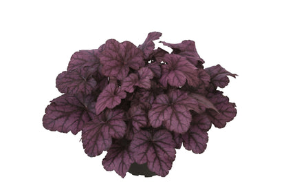 Purpurglöckchen (Heuchera) 'Elite'  in verschiedenen Sorten - winterhart
