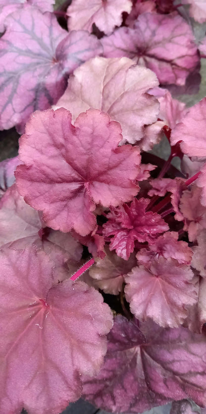 Purpurglöckchen (Heuchera) Elite im Spar-Set | 4 Stück T12 - winterhart