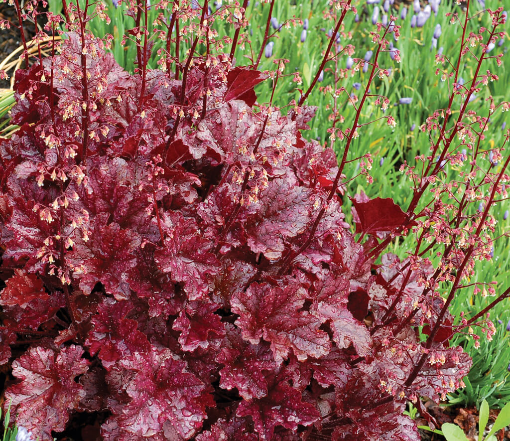 Purpurglöckchen (Heuchera) 'Elite'  in verschiedenen Sorten - winterhart