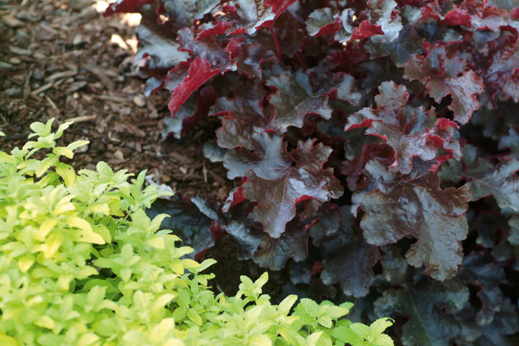 Purpurglöckchen (Heuchera) 'Elite'  in verschiedenen Sorten - winterhart