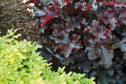 Purpurglöckchen (Heuchera) 'Elite'  in verschiedenen Sorten - winterhart