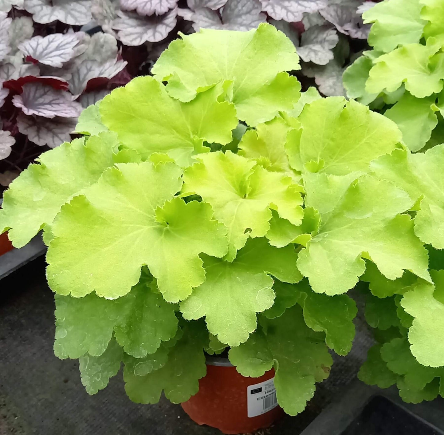 Purpurglöckchen (Heuchera) 'Carnival' in verschiedenen Farben - winterhart