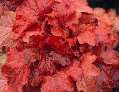 Purpurglöckchen (Heuchera) 'Elite'  in verschiedenen Sorten - winterhart