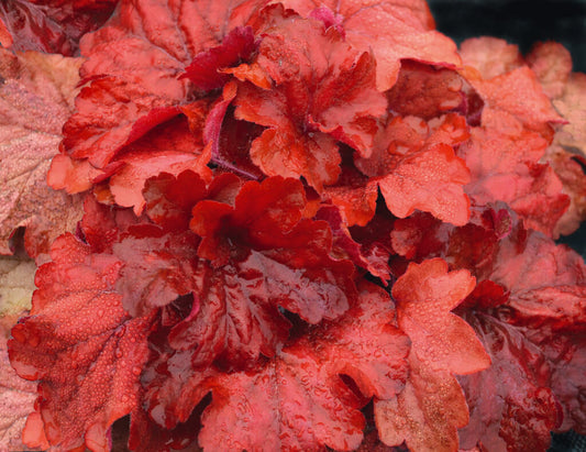 Purpurglöckchen (Heuchera) 'Elite'  in verschiedenen Sorten - winterhart