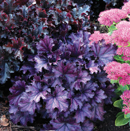 Purpurglöckchen (Heuchera) 'Elite'  in verschiedenen Sorten - winterhart