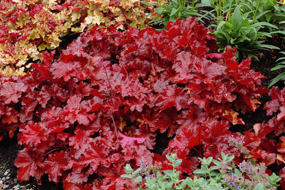Purpurglöckchen (Heuchera) 'Elite'  in verschiedenen Sorten - winterhart