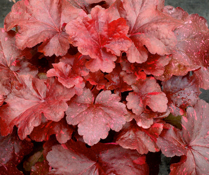 Purpurglöckchen (Heuchera) 'Elite'  in verschiedenen Sorten - winterhart