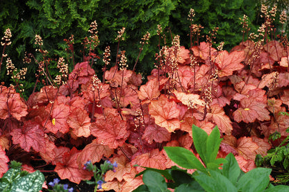 Purpurglöckchen (Heuchera) 'Elite'  in verschiedenen Sorten - winterhart