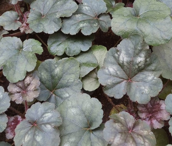 Purpurglöckchen (Heuchera) 'Hip Hip Hooray' T12 - winterhart