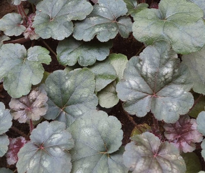Purpurglöckchen (Heuchera) 'Hip Hip Hooray' T12 - winterhart