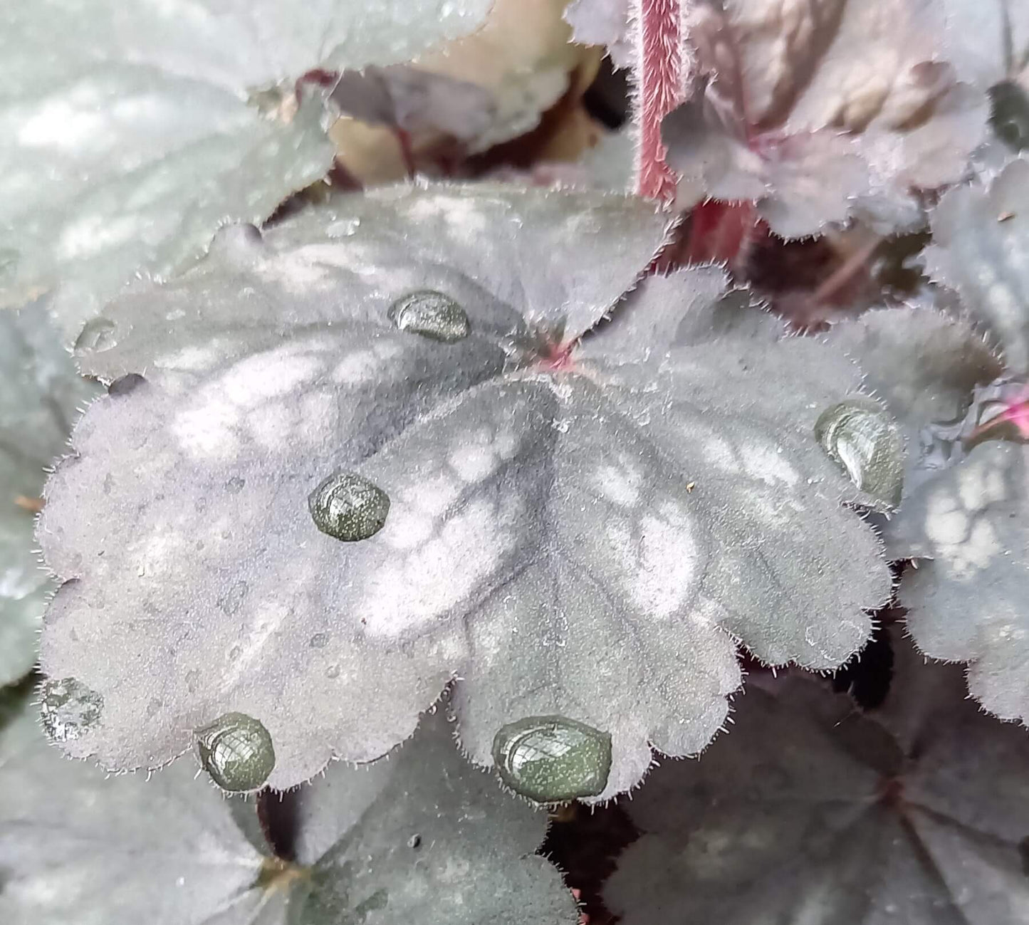 Purpurglöckchen (Heuchera) 'Hip Hip Hooray' T12 - winterhart