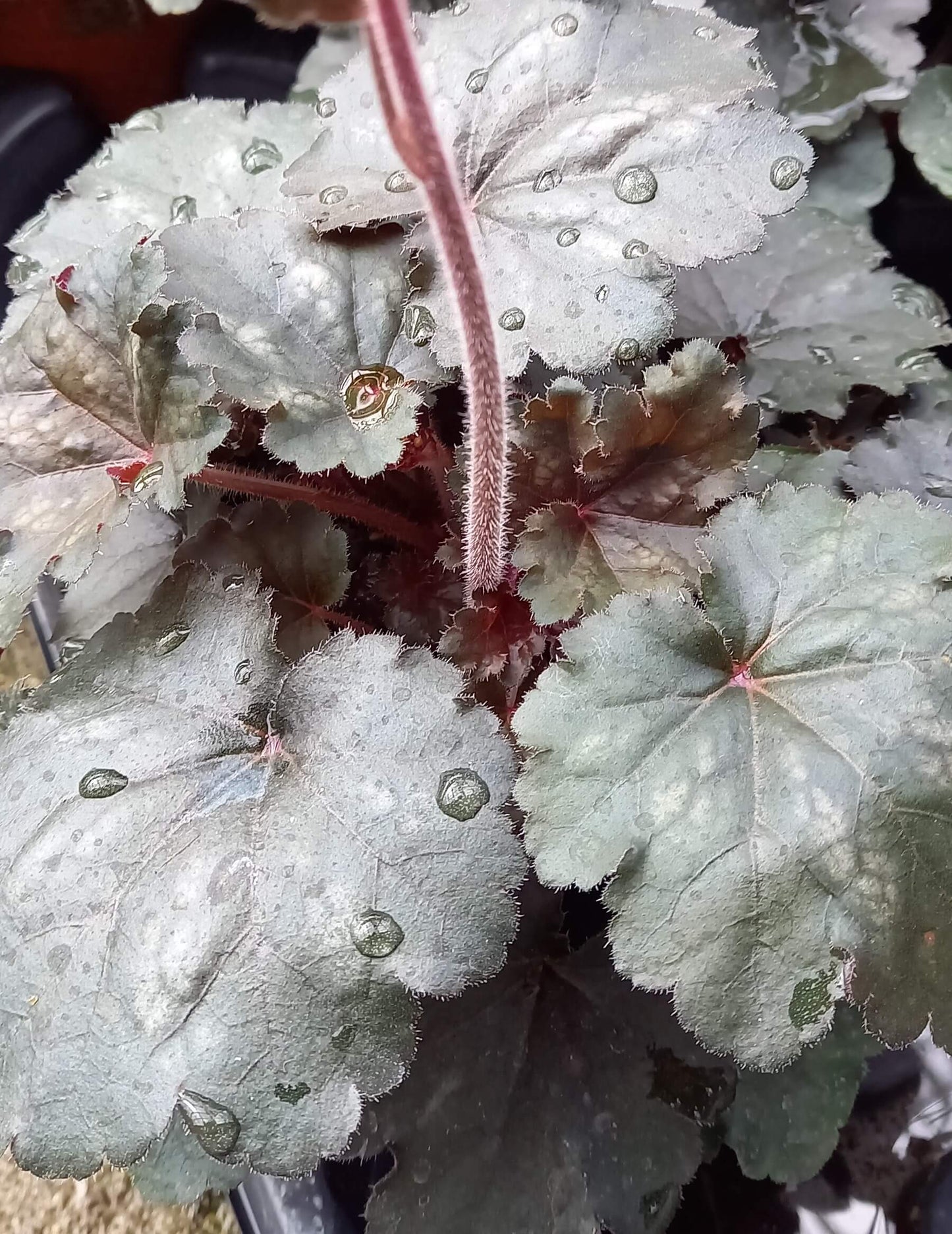 Purpurglöckchen (Heuchera) 'Hip Hip Hooray' T12 - winterhart