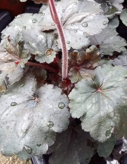 Purpurglöckchen (Heuchera) 'Hip Hip Hooray' T12 - winterhart