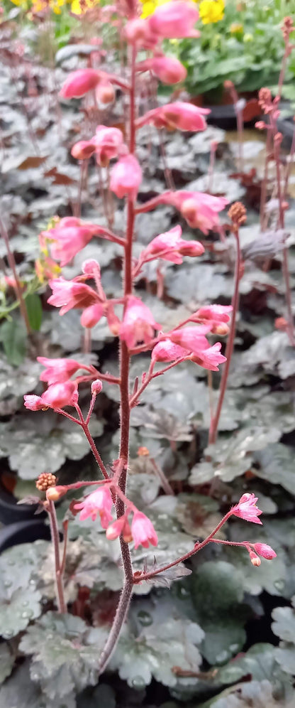 Purpurglöckchen (Heuchera) 'Hip Hip Hooray' T12 - winterhart