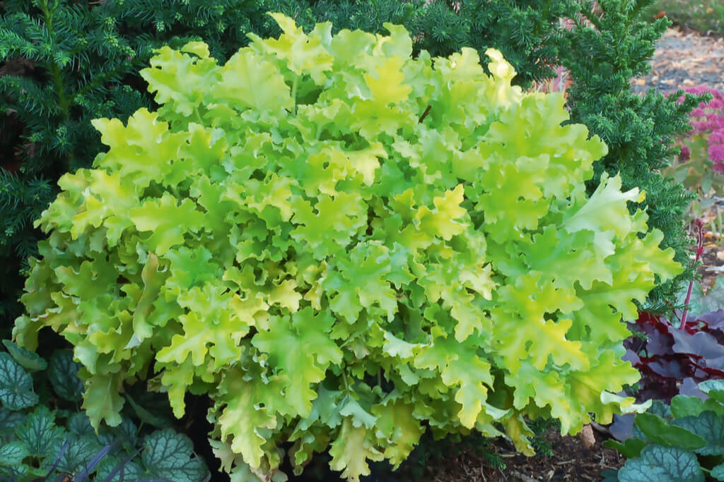 Purpurglöckchen (Heuchera) 'Elite'  in verschiedenen Sorten - winterhart