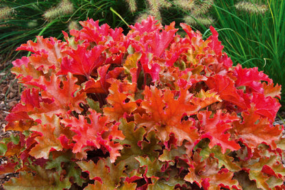 Purpurglöckchen (Heuchera) 'Elite'  in verschiedenen Sorten - winterhart