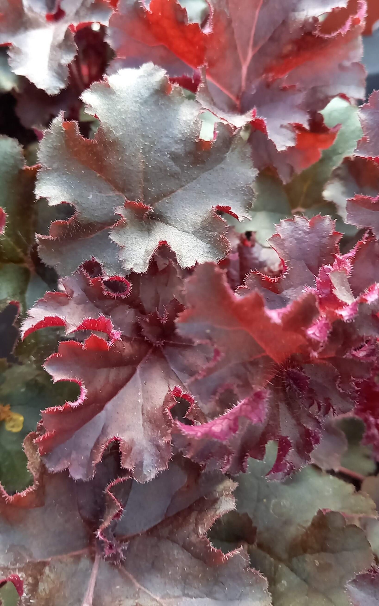 Hohes Purpurglöckchen (Heuchera americana) in verschiedenen Sorten - winterhart