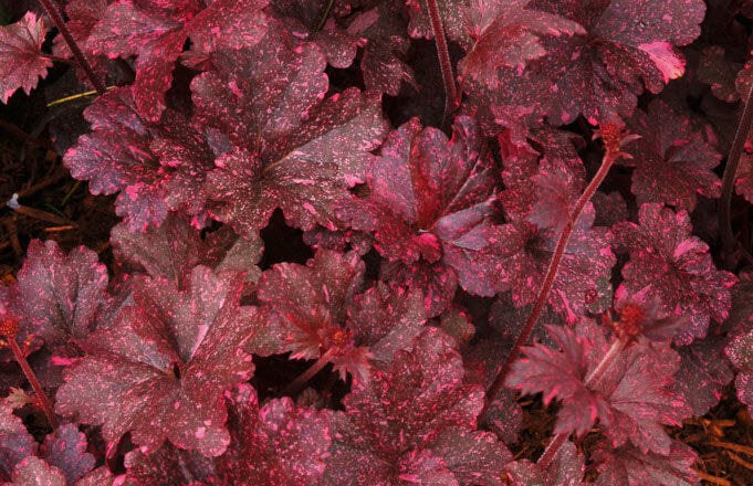 Purpurglöckchen (Heuchera) 'Elite'  in verschiedenen Sorten - winterhart