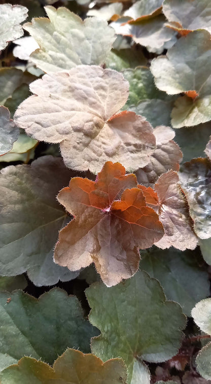 Hohes Purpurglöckchen (Heuchera americana) in verschiedenen Sorten - winterhart