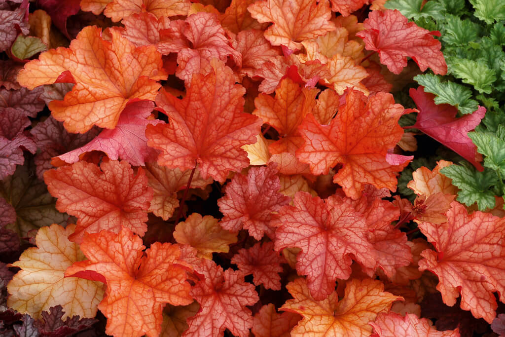 Purpurglöckchen (Heuchera) 'Elite'  in verschiedenen Sorten - winterhart