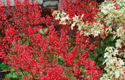 Purpurglöckchen (Heuchera) 'Elite'  in verschiedenen Sorten - winterhart