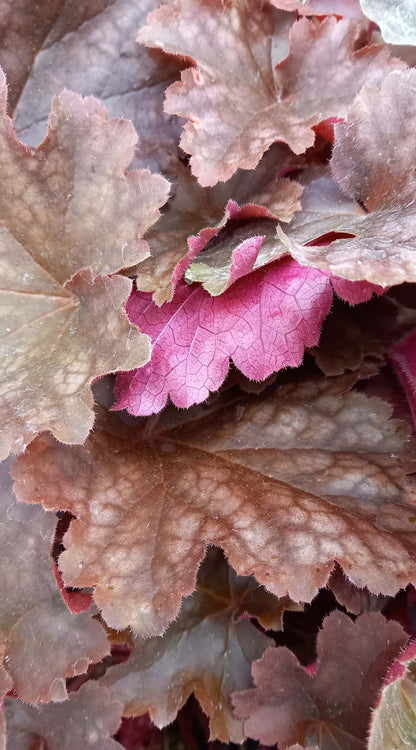 Purpurglöckchen (Heuchera) 'Elite'  in verschiedenen Sorten - winterhart