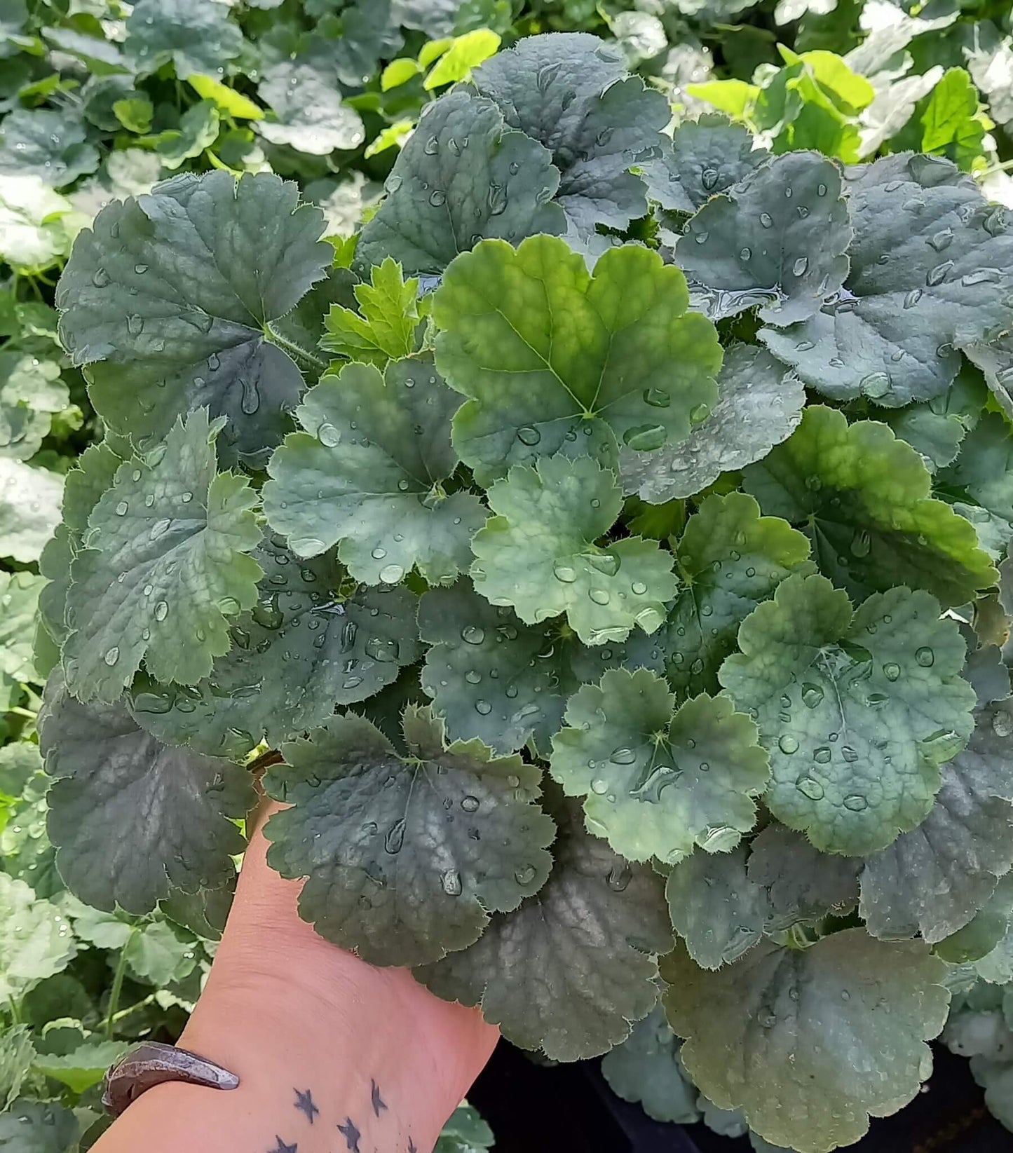 Hohes Purpurglöckchen (Heuchera americana) in verschiedenen Sorten - winterhart