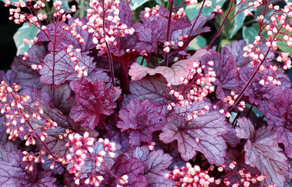 Purpurglöckchen (Heuchera) 'Elite'  in verschiedenen Sorten - winterhart